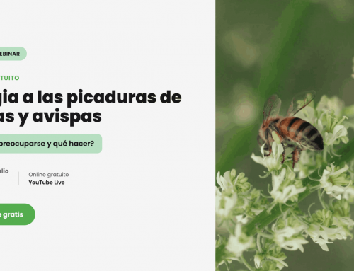 Nuevo webinar | Alergia a las picaduras de abejas y avispas: ¿cuándo preocuparse y qué hacer?